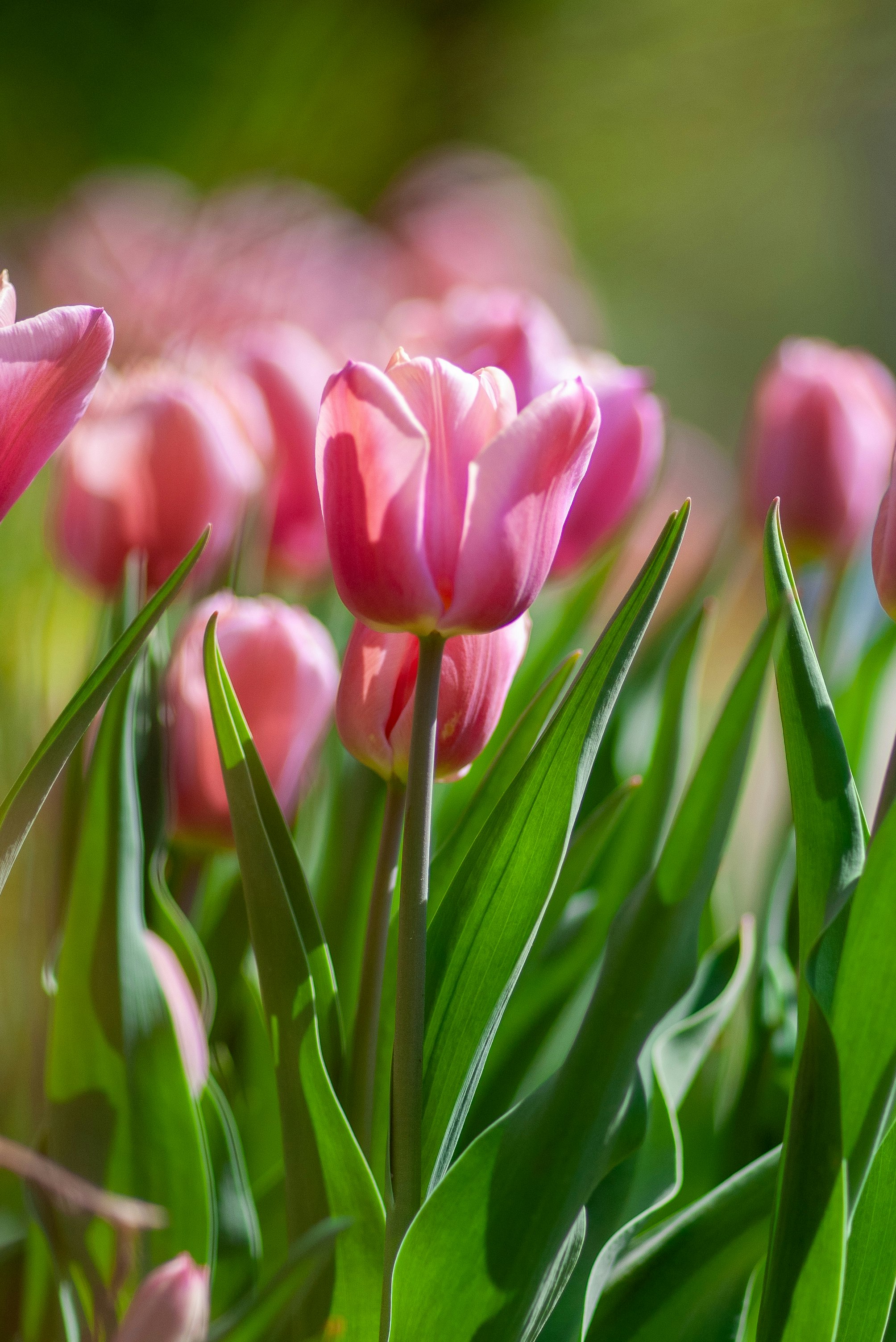 pink tulip flowers